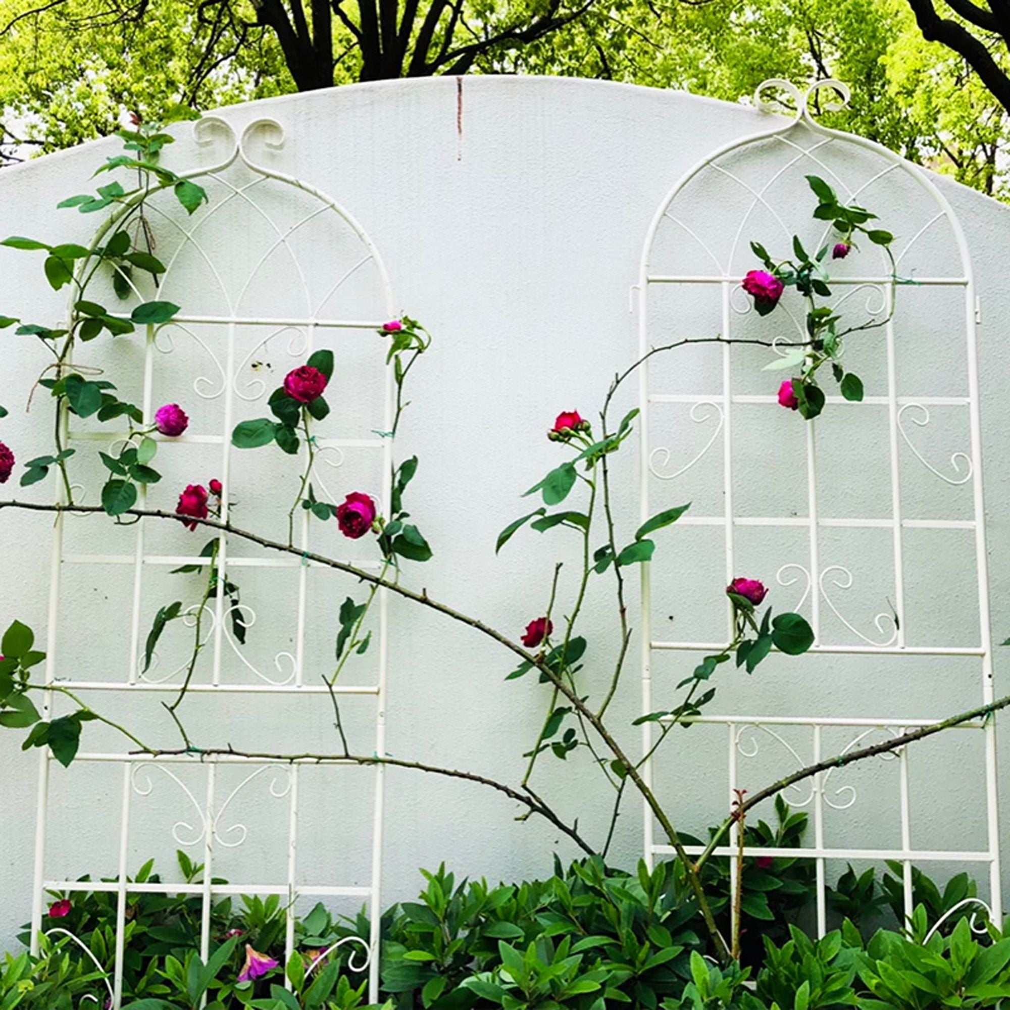 2 Pack Metal Garden Trellis 71" x 19.7" Rustproof Trellis for Climbing Plants Outdoor Flower Support - Cool Brand Designs