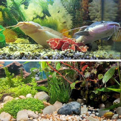 38lbs Decorative Garden Stone Outdoor Landscaping, Walkways, Yard, 1-3 inch Large Polished River Rocks for Plants Pots, Vases, Crafts - Cool Brand Designs