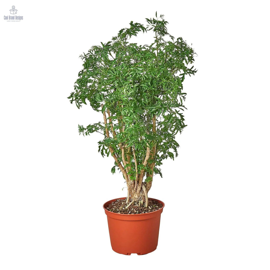 Aralia Ming Stump Plant-6" Pot - Cool Brand Designs