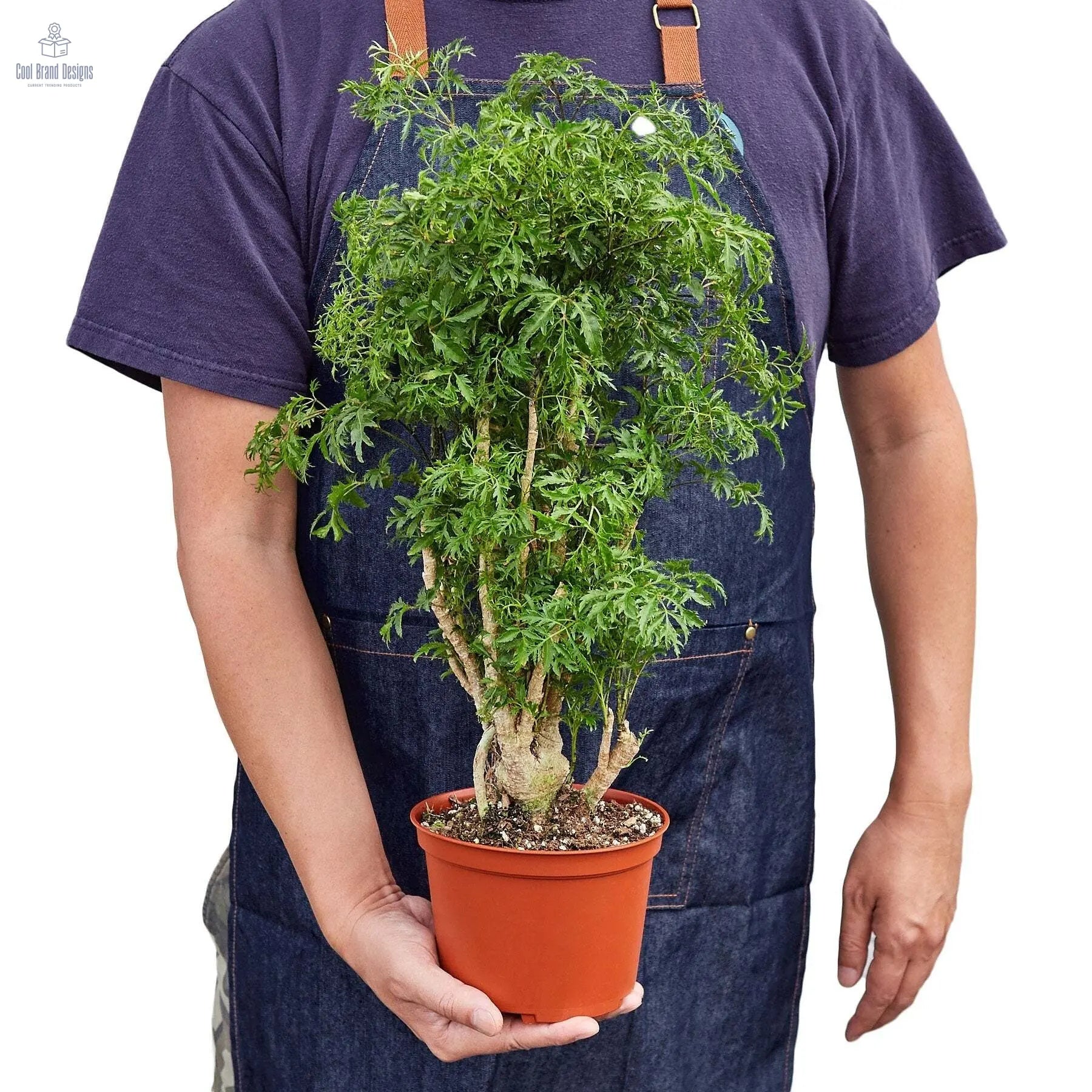 Aralia Ming Stump Plant-6" Pot - Cool Brand Designs