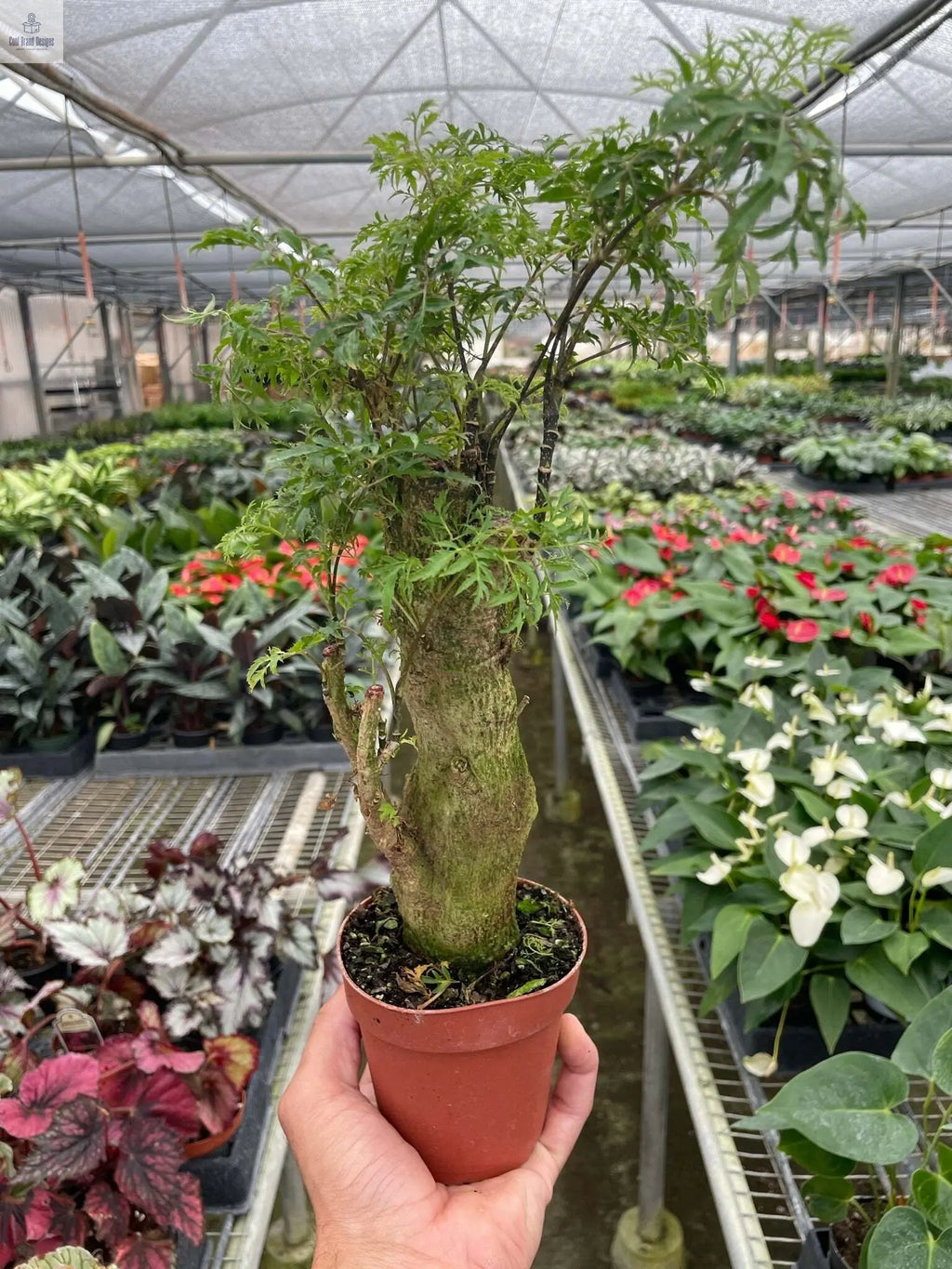 Aralia Ming Stump Plant - 6" Pot - Cool Brand Designs