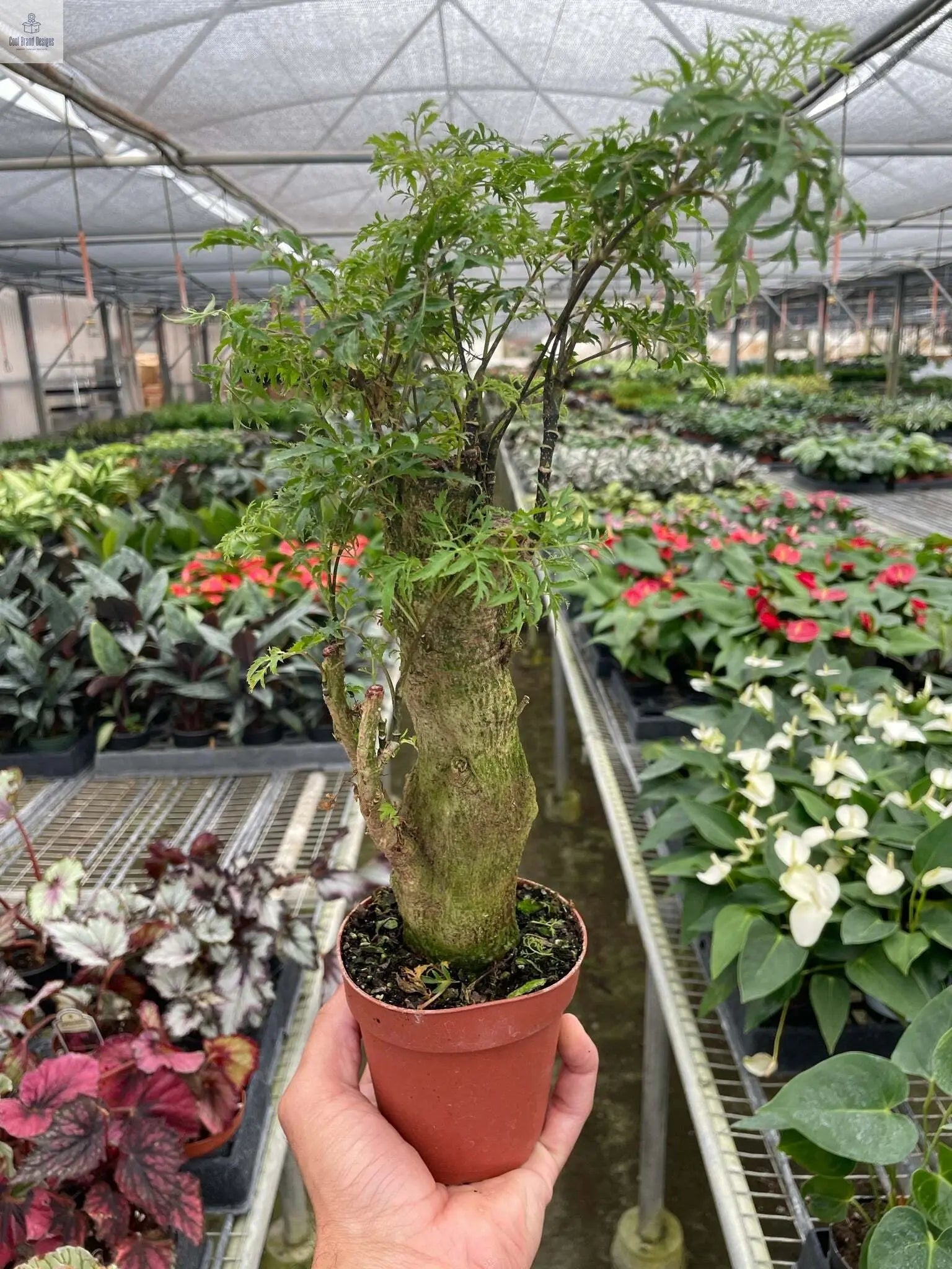 Aralia Ming Stump Plant - 6" Pot - Cool Brand Designs