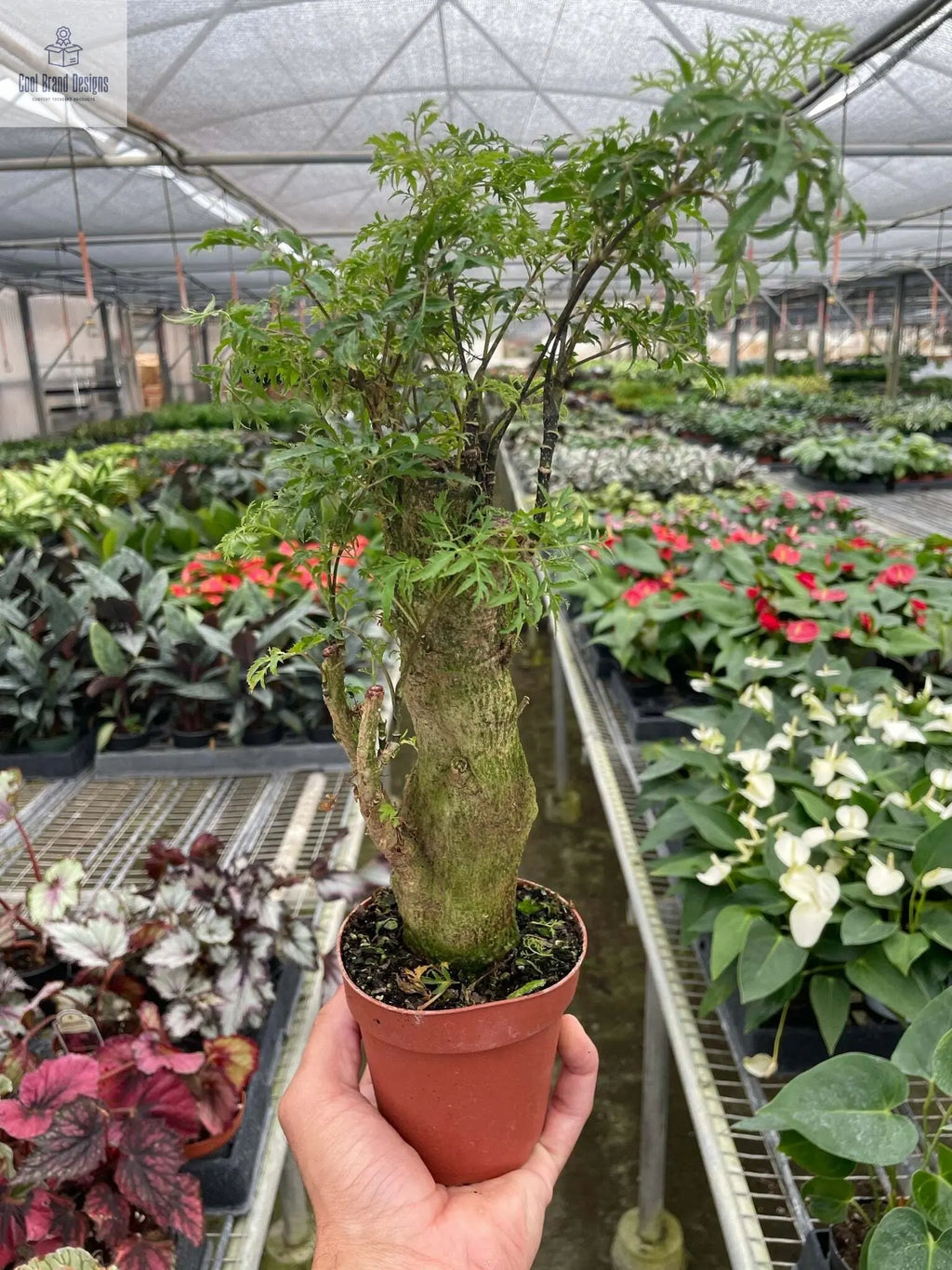 Aralia Ming Stump Plant - 6" Pot - Cool Brand Designs